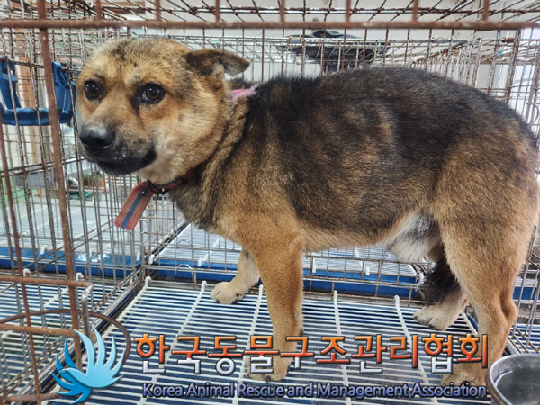 한국동물구조관리협회_441560202301361